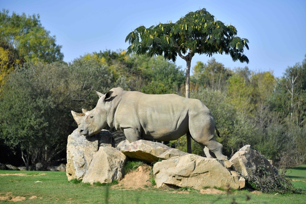 Sana, a female white rhino strolls through its enclosure at the La Planete Sauvage zoological park in Port-Saint-Pere, western France, in this Oct. 14, 2017 file photo. — AFP