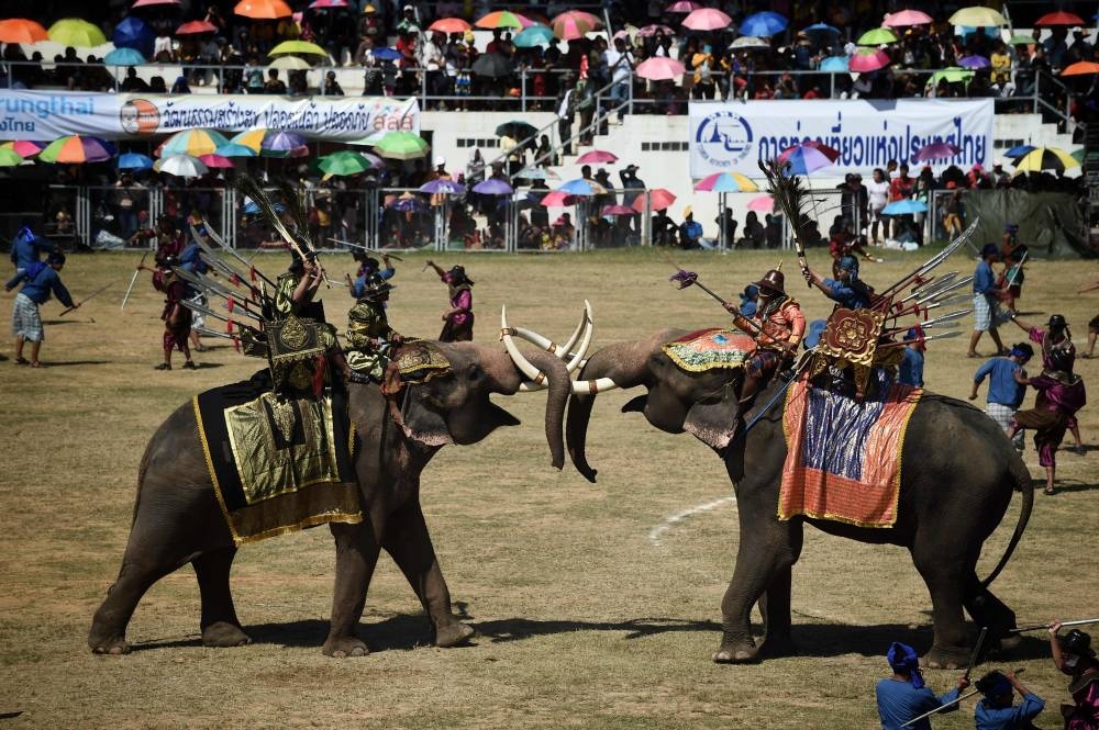 Elephants Battle