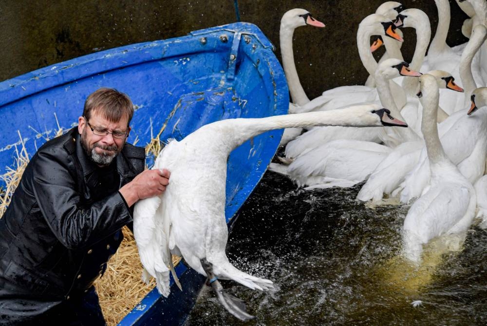 Swan Father