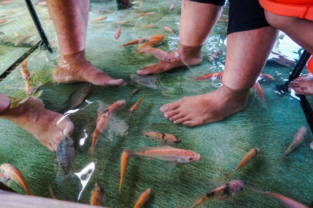 Fish nibble at the feet of Indonesian diners as they have their lunch at a fish pool restaurant at Wedomartani village in Yogyakarta, Indonesia, in this Nov. 15, 2019 file photo. — AFP
