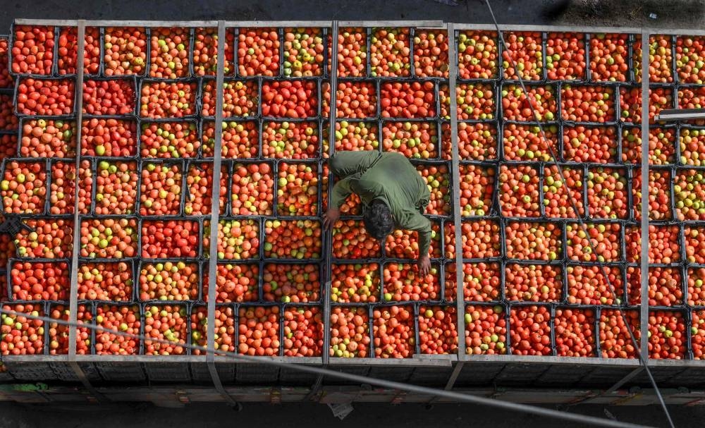 Tomatoes in crates