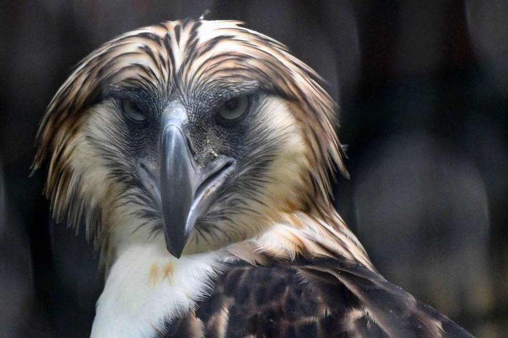 Philippine Eagle