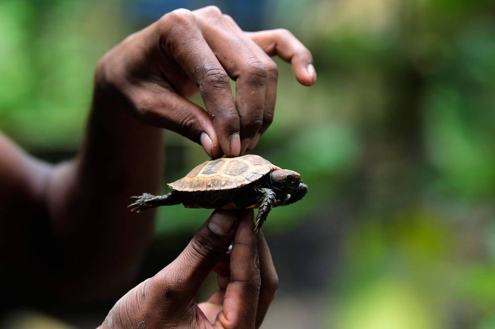 Baby Tortoise