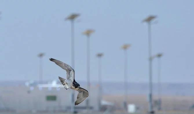 The King Abdulaziz Falconry Festival began last Sunday, and will continue until Dec. 16. — SPA