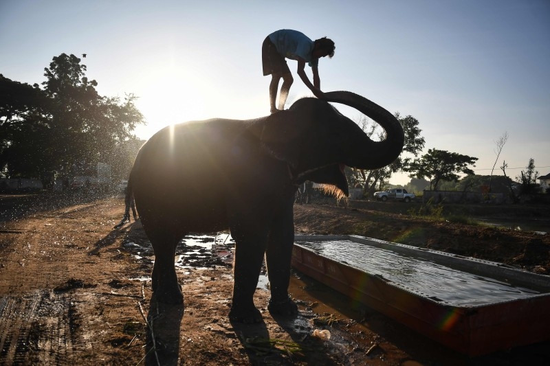 Thai Elephants