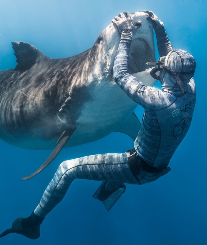 Shark in Tahiti