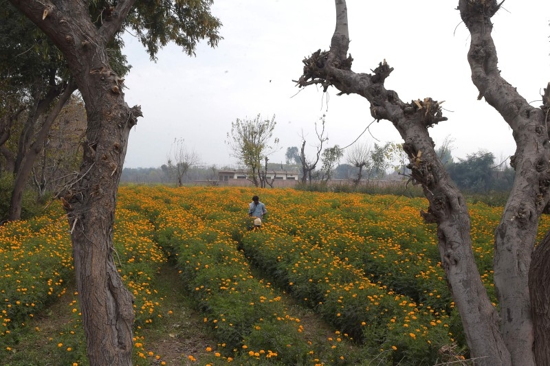 Marigold Flowers