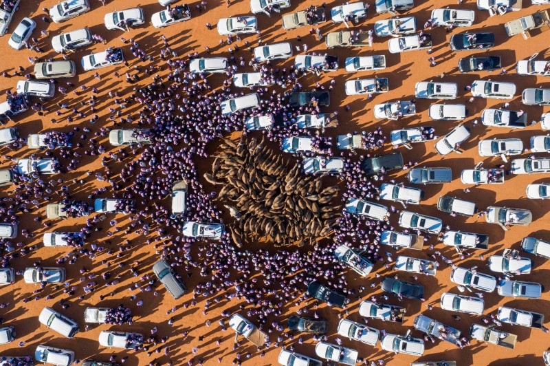 Camel Festival in Saudi Arabia