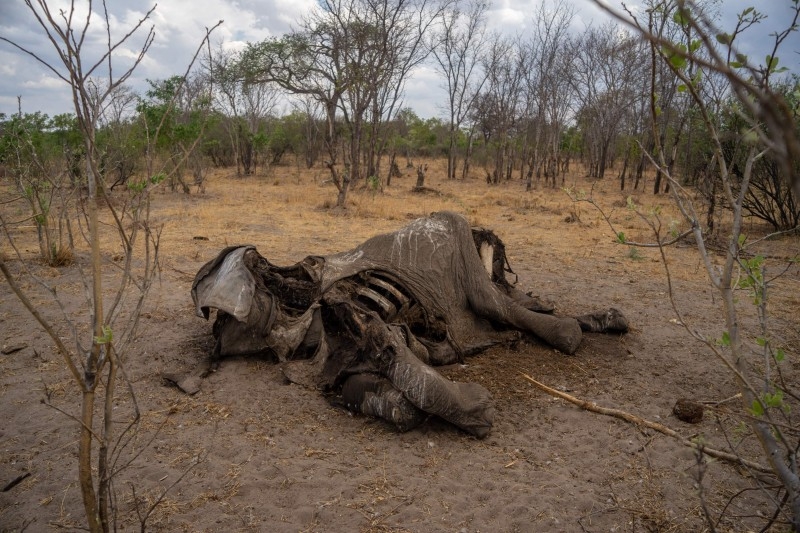 The carcass of an elephant that succumbed to drought in the Hwange National Park, in Zimbabwe is seen in this file photo taken on November 12, 2019. -AFP