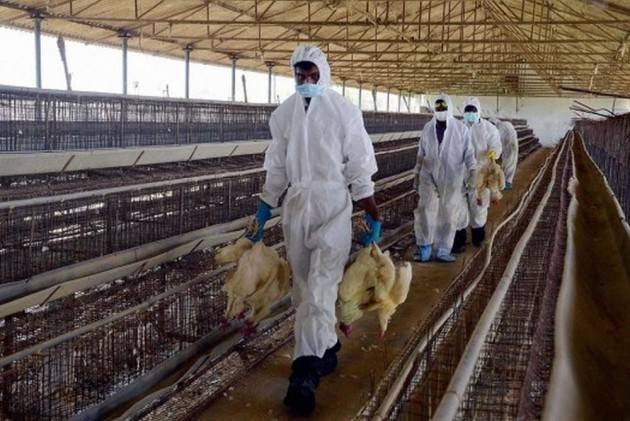 File photo of poultry in a farm.