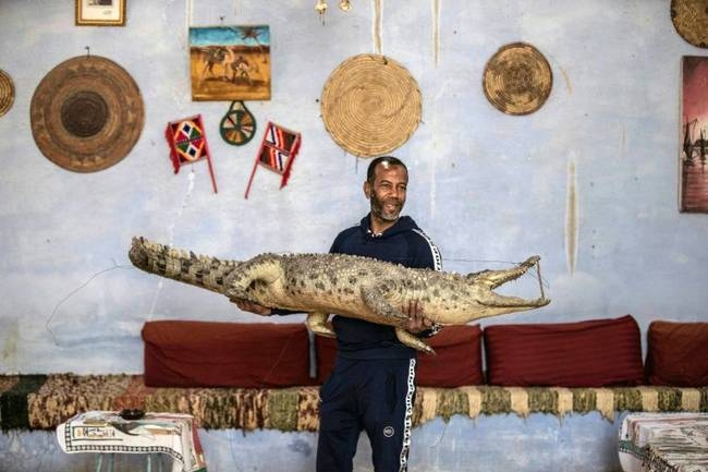 A mummified crocodile hangs at a house in the Nubian village of Gharb Soheil. — AFP 
