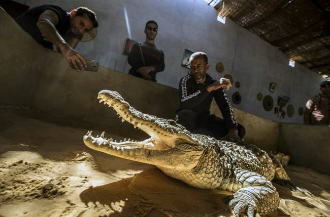 A mummified crocodile hangs at a house in the Nubian village of Gharb Soheil. — AFP 
