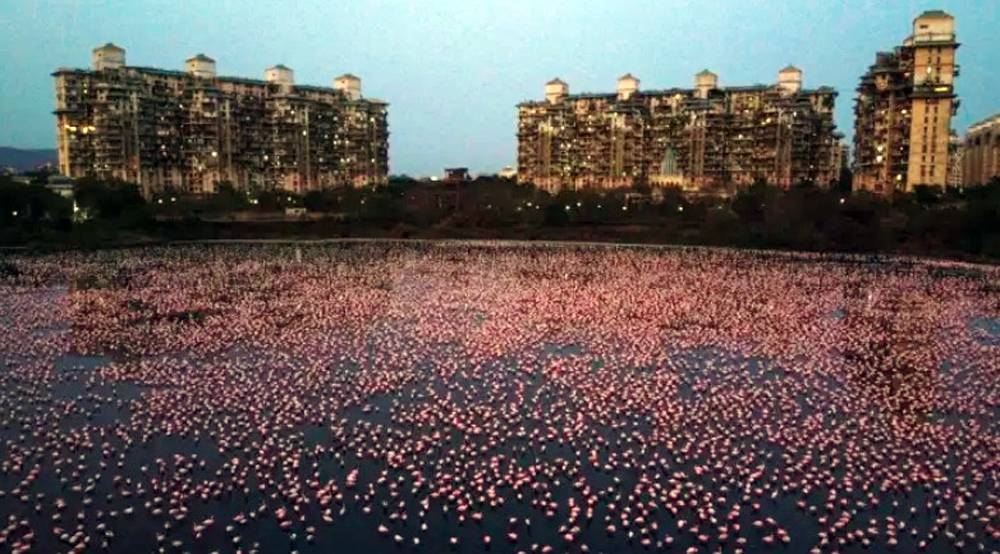 Flamingos are seen in huge numbers behind NRI colony in Talawe wetland, Nerul, during nationwide lockdown due to the coronavirus, on April 18, 2020 in Mumbai, India. — Courtesy photo Pratik Chorge/Hindustan Times