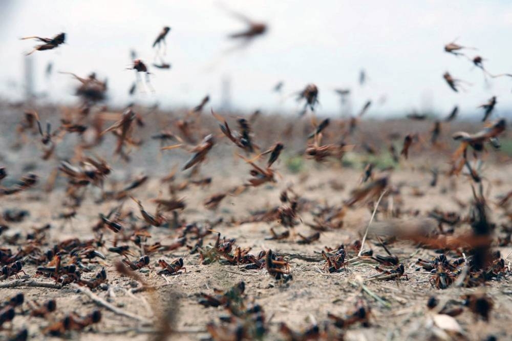 File photo of Desert Locust invading the borders of Kingdom. The Ministry of Environment, Water and Agriculture has reasserted that the desert locust’s situation and movement is under control.