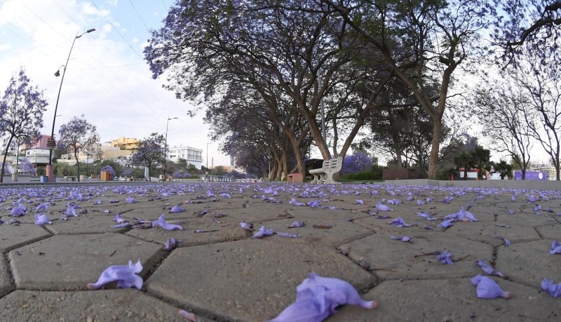 Jacaranda trees in bloom in Abha, Saudi Arabia. — SPA 