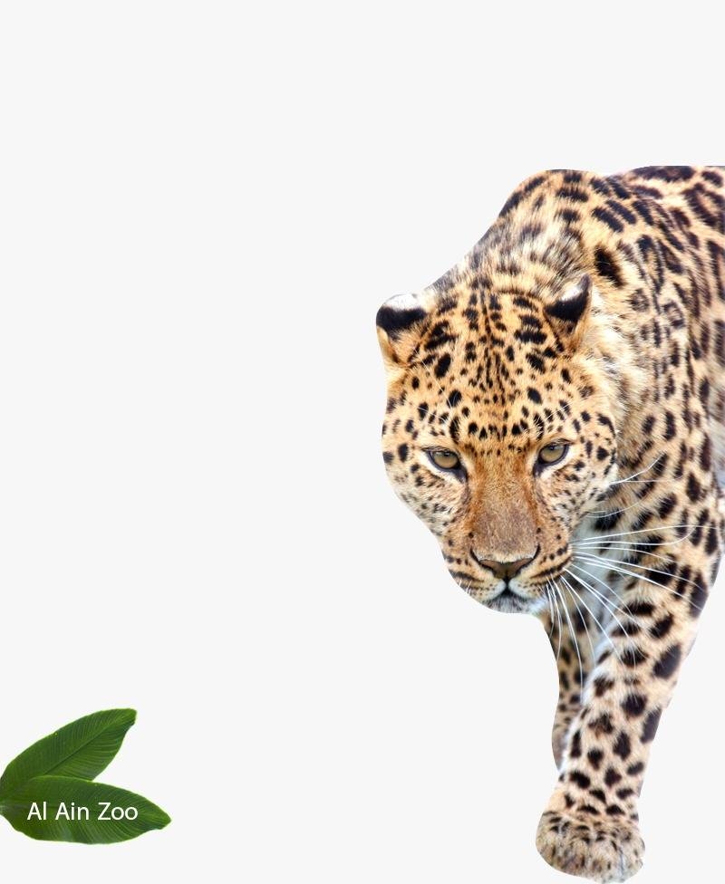 Omar Yousef Alblooshi, Director of Marketing and Corporate Communication at Al Ain Zoo, said, 