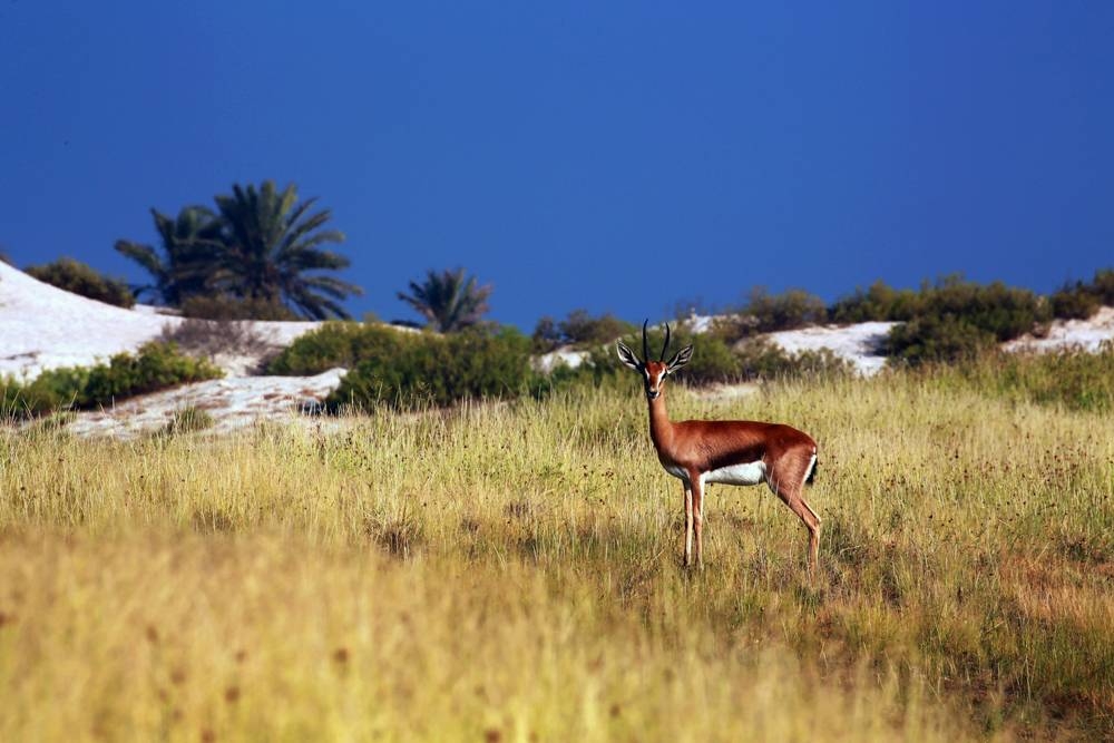 Saadiyat Beach Golf Club -18th Hole