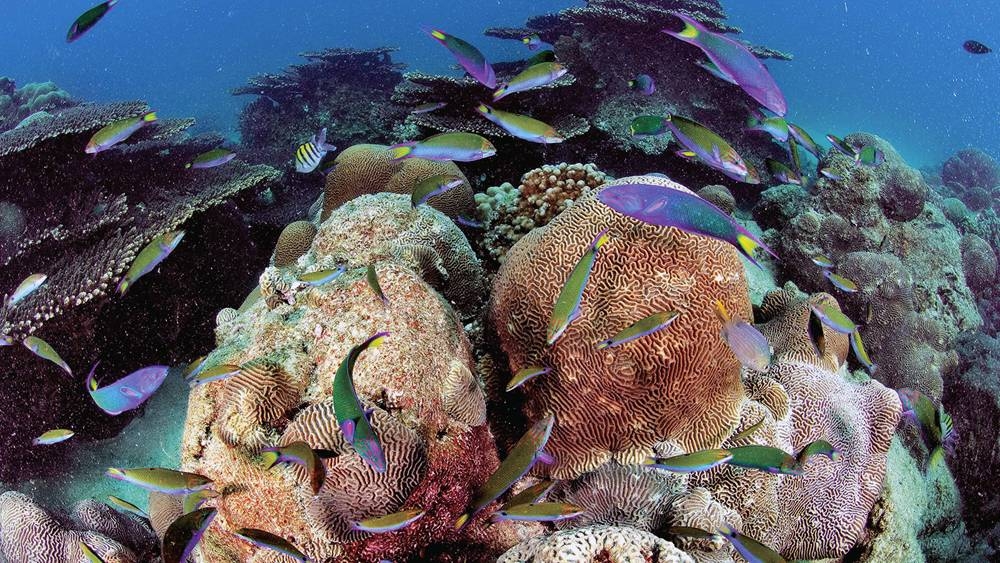 Saudi Aramco deployed tons of artificial reefs throughout the Arabian Gulf to help rebuild marine ecosystems, while also supporting the local fishermen.