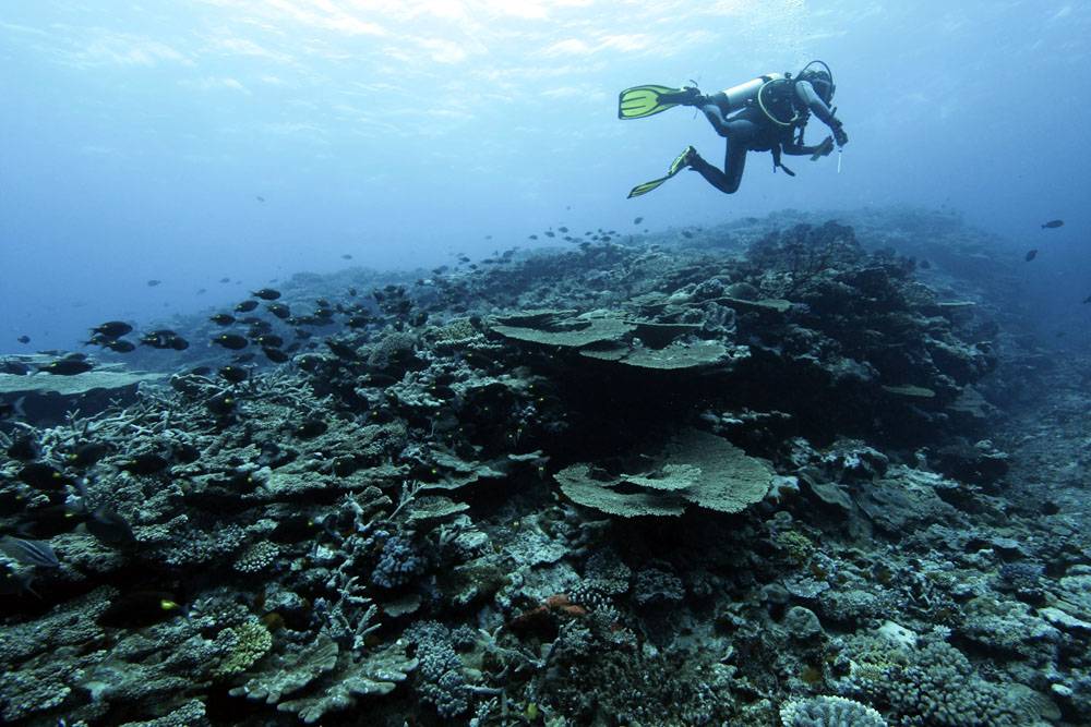 New Caledonia’s coral reefs report offers a glimmer of hope for the future