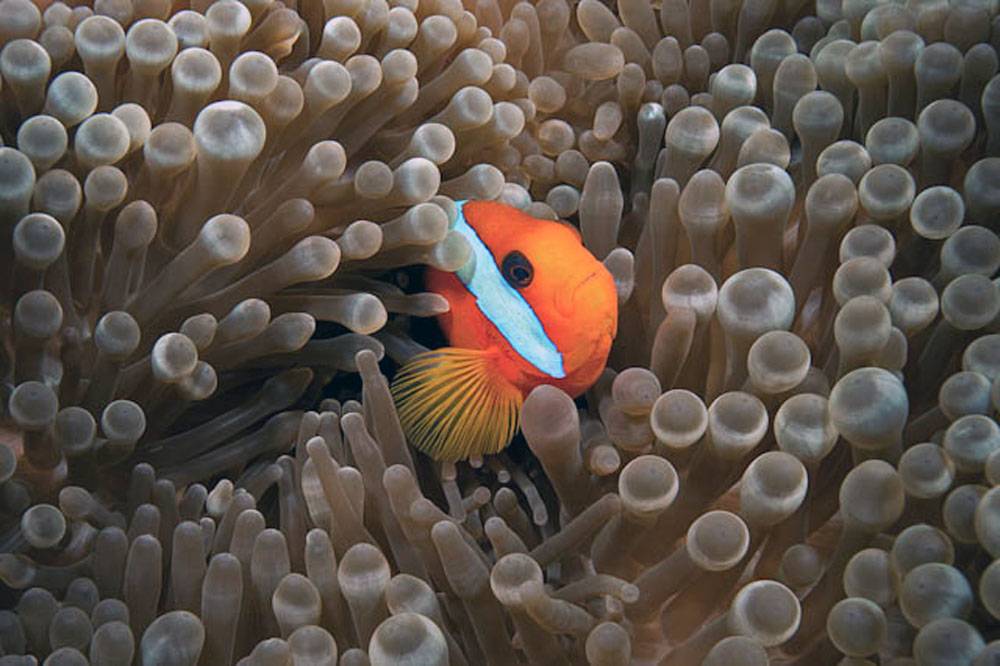 New Caledonia’s coral reefs report offers a glimmer of hope for the future