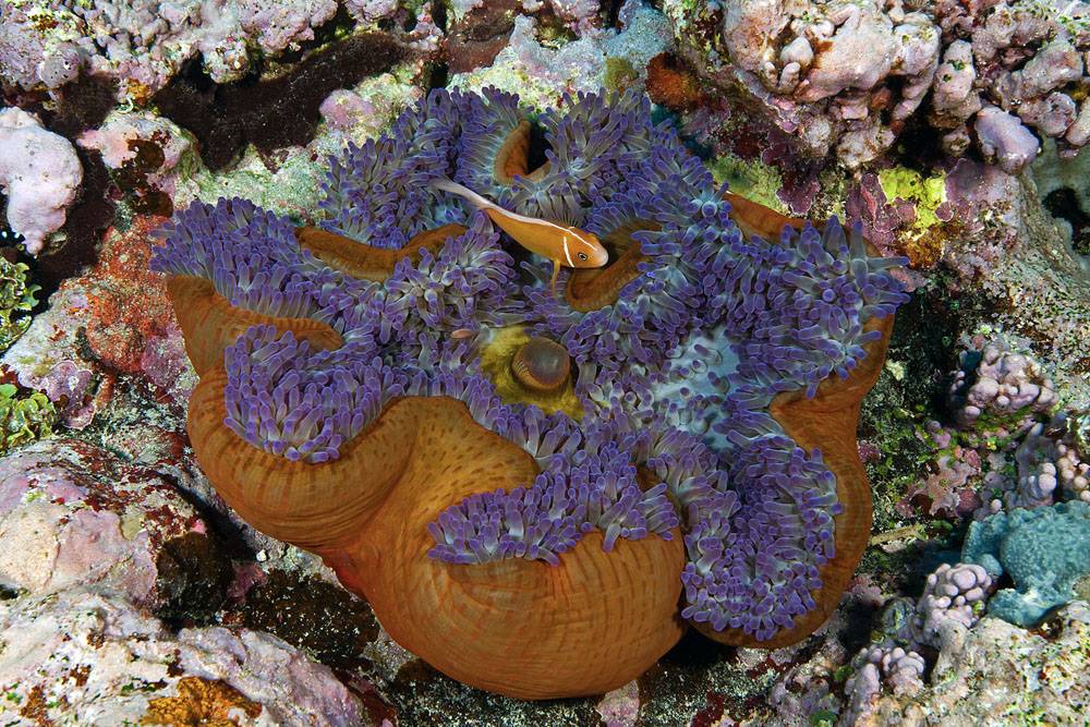 New Caledonia’s coral reefs report offers a glimmer of hope for the future