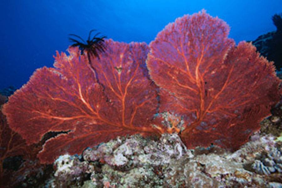 New Caledonia’s coral reefs report offers a glimmer of hope for the future