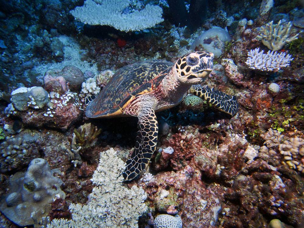 New Caledonia’s coral reefs report offers a glimmer of hope for the future