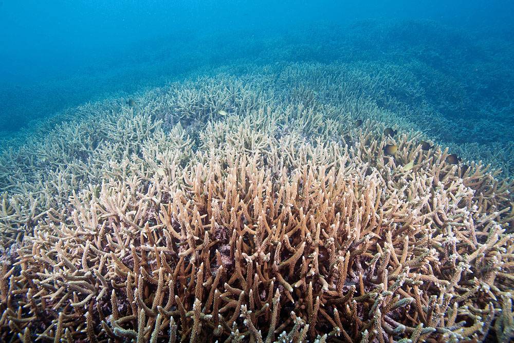 New Caledonia’s coral reefs report offers a glimmer of hope for the future