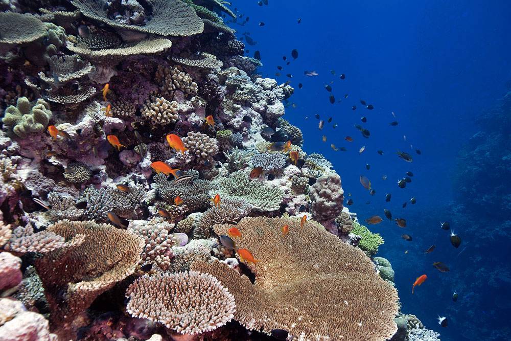 New Caledonia’s coral reefs report offers a glimmer of hope for the future