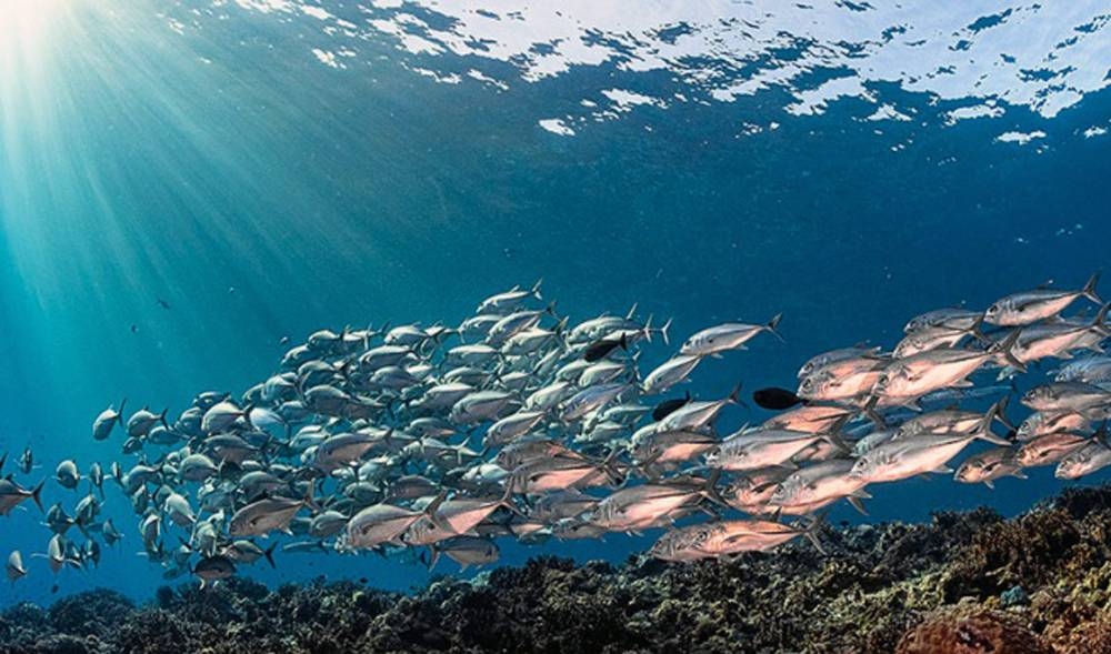 
A school of Trevally fish in the Solomon Islands. — courtesy Coral Reef Image Bank/Tracey Jen

