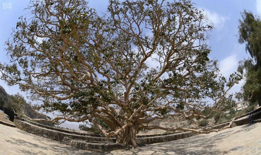 The southern Asir region is well known for the abundance of rare and perennial trees in its valleys and coastal regions, where the branches and offices of the ministry work to protect and preserve them from the wrong practices.