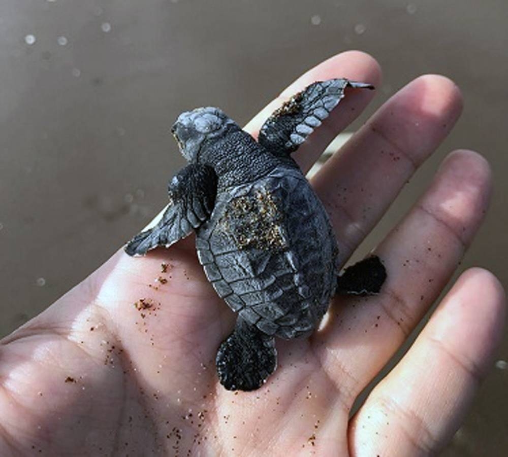 A photo of Olive Ridley Sea Turtle shown nesting in Sharjah.