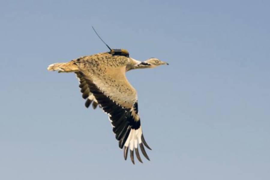 The Houbara bustard, an emblematic species in Arabian culture.
