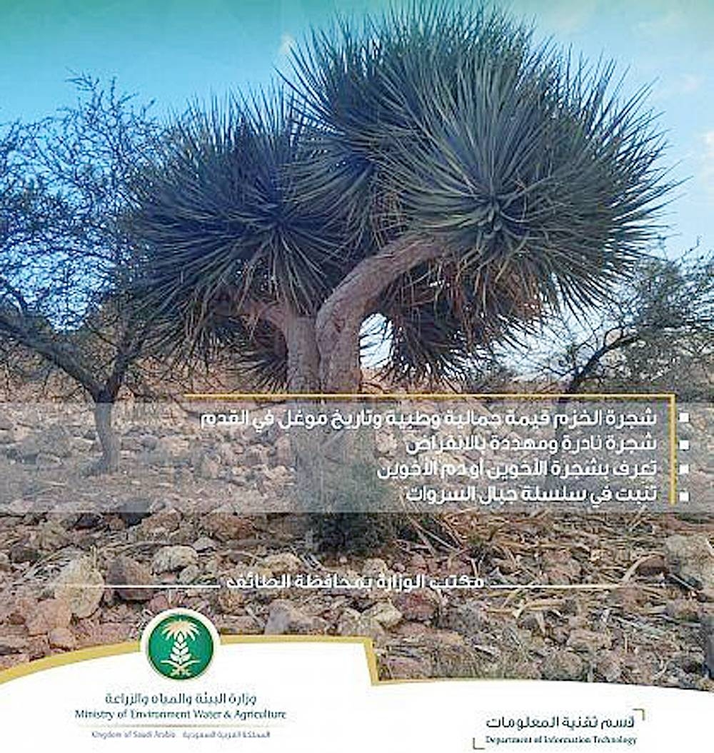 The Ministry of Environment, Water and Agriculture in Taif Governorate has identified a rare type of tree known as the Dragon’s blood Tree, Khuzum, Al-Akhawain, or Dam Al-Akhawain.