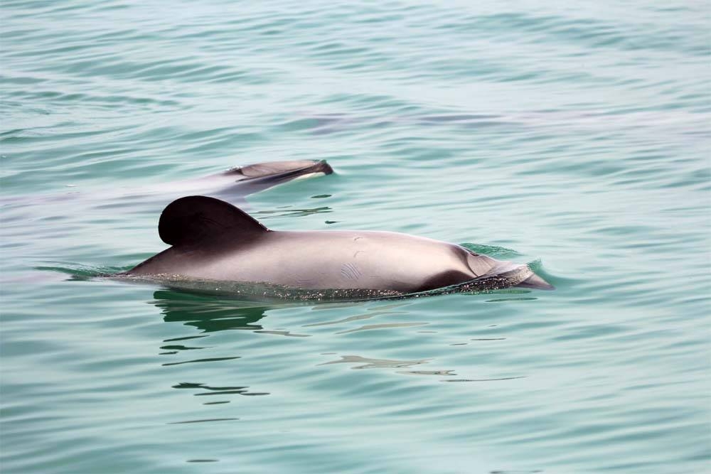 File photo of New Zealand’s Māui dolphin. — courtesy photo Sea Shepherd