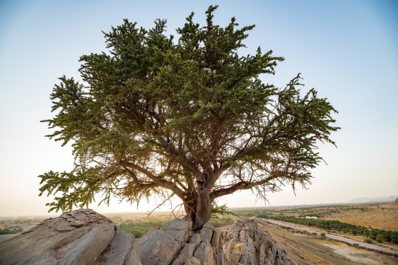 Growing up to nine meters high, the Al-Sarh is an evergreen tree with small oval leaves, a leathery texture and dense branches. The branches give the tree a spherical green crown that provides a perfect shade footprint when its growth is complete. Its single flowers grow in January and February and turn into small, prickly fruits that ripen in March and April.
