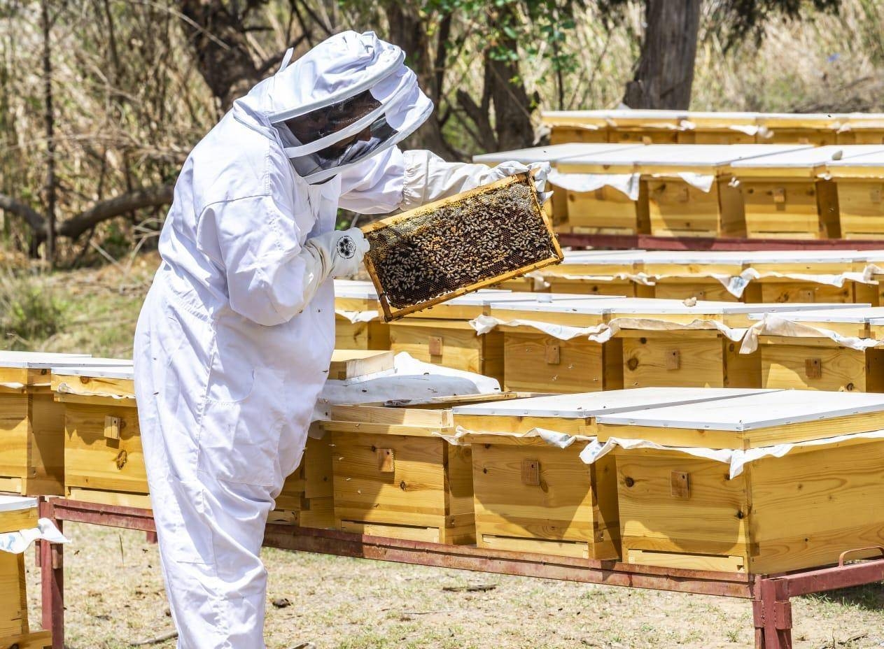 Al-Baha produces 800 ton of fine quality honey annually