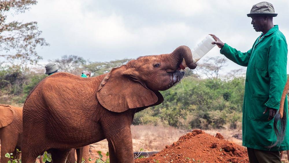 Rescued orphan elephants at David Sheldrick Wildlife Trust in Kenya. — courtesy UNEP/Natalia Mroz