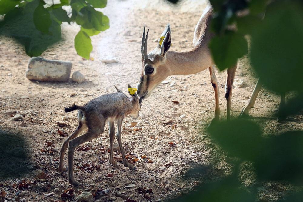 411 animal births in Al Ain Zoo since start of 2020