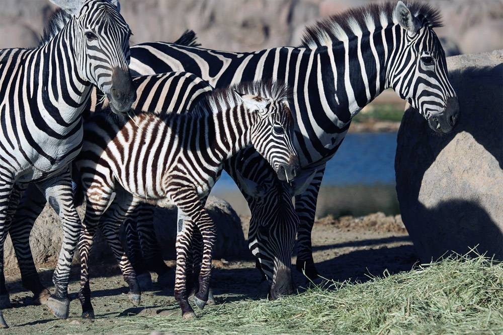 411 animal births in Al Ain Zoo since start of 2020