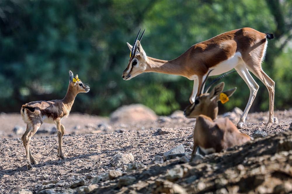 411 animal births in Al Ain Zoo since start of 2020