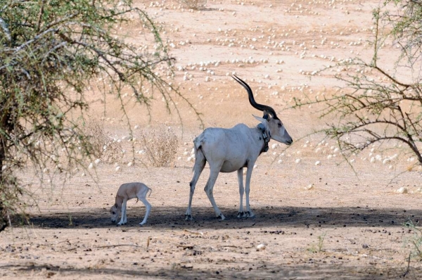 The first Addax calf with his mother in Chad.