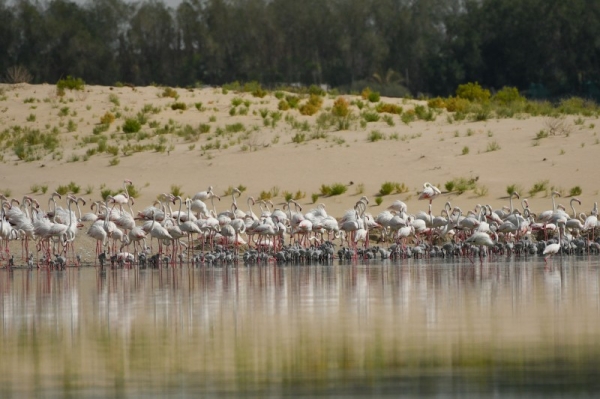 Abu Dhabi’s environment agency announced on Tuesday that a record 876 flamingo chicks hatched at Abu Dhabi’s Al Wathba Wetland Reserve after another successful breeding season. — WAM photos