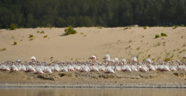 Abu Dhabi’s environment agency announced on Tuesday that a record 876 flamingo chicks hatched at Abu Dhabi’s Al Wathba Wetland Reserve after another successful breeding season. — WAM photos
