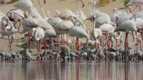 Abu Dhabi’s environment agency announced on Tuesday that a record 876 flamingo chicks hatched at Abu Dhabi’s Al Wathba Wetland Reserve after another successful breeding season. — WAM photos