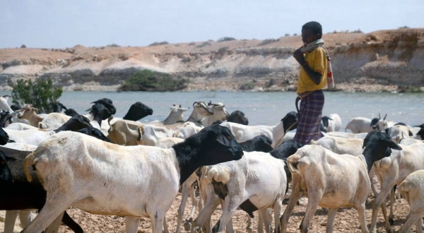 Consequences of climate change vary from region to region. UN-supported dams in Somalia provide water access to livestock. — courtesy UNDP Somalia/Said Isse