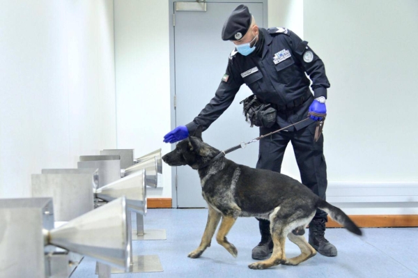 The specialized teams from the national team are distributed at the country's airports to supervise the actual application in monitoring and checking samples taken from those coming to the country from the armpit without direct contact with the dog, the trained dog in seconds can determine the possibility of that this person is infected or not. — WAM photos
