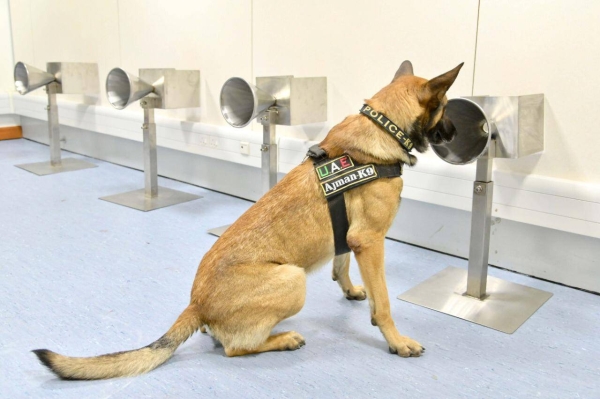 The specialized teams from the national team are distributed at the country's airports to supervise the actual application in monitoring and checking samples taken from those coming to the country from the armpit without direct contact with the dog, the trained dog in seconds can determine the possibility of that this person is infected or not. — WAM photos
