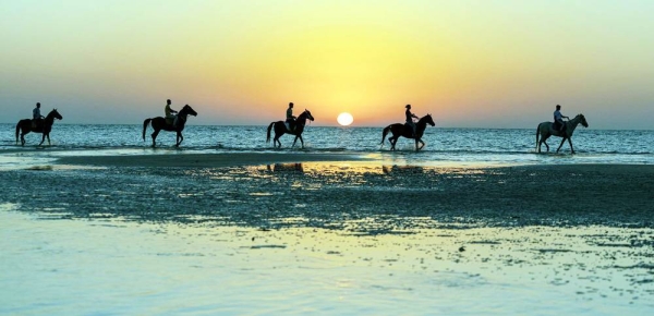 The performances of horsemen on the shores of Umluj governorate have caught the attention of the people and visitors.