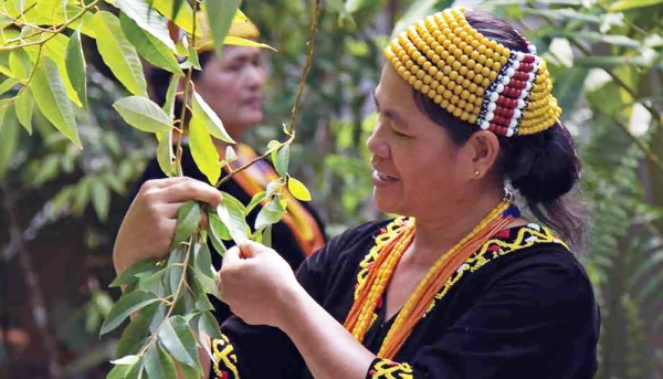 
Indigenous communities in Malaysia have long been the guardians of the natural environment in the southeast Asian country. — courtesy Sarawak Biodiversity Centre